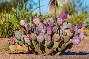 santa rita prickly pear cactus summerwinds arizona