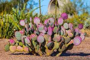 santa rita prickly pear cactus summerwinds arizona