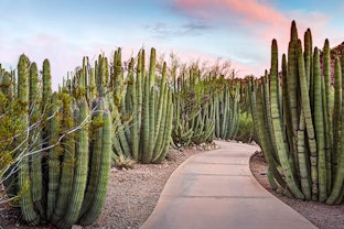 organ pipe cactus summerwinds arizona