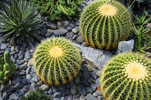 golden barrel cactus summerwinds arizona