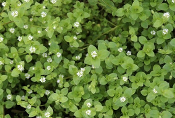 chickweed weeds in the garden