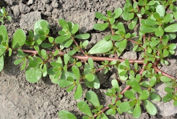 purslane weeds in the garden