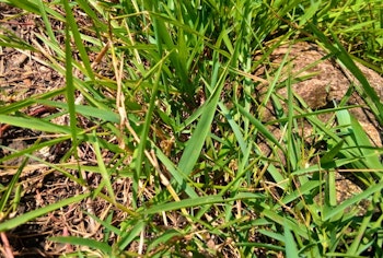 bermuda grass weeds in the garden
