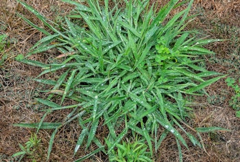 quackgrass weeds in the garden