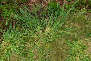 crabgrass weeds in the garden