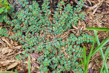 spurge weeds in the garden