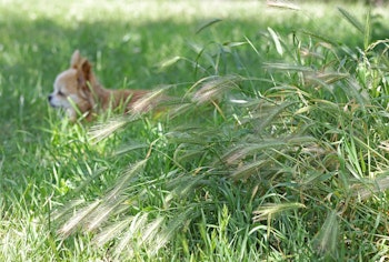 foxtail weeds in the garden with pomeranian dog in the background