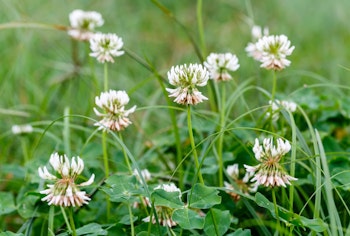 clover weeds in the garden