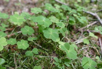 oxalis weeds in the garden