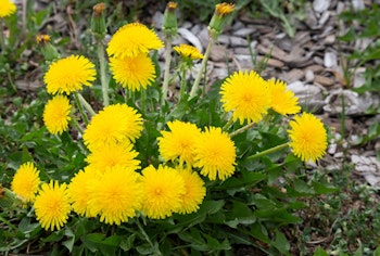 dandelion weeds in the garden