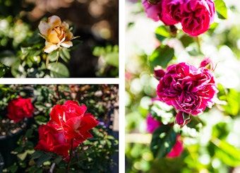A yellow rose, red roses, and pink roses growing outside.