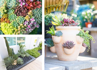 A wide variety of colorful and textural succulents in pots and planted in the ground.