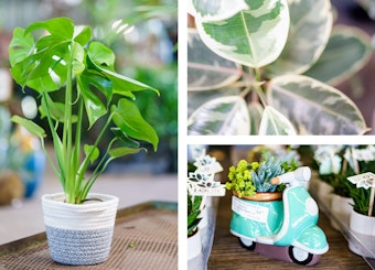 A potted Monstera plant, a rubber tree plant, and succulents in a Vespa pot.
