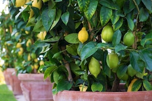 lemons ripening