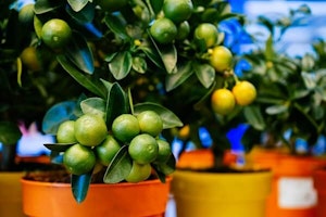 citrus in containers