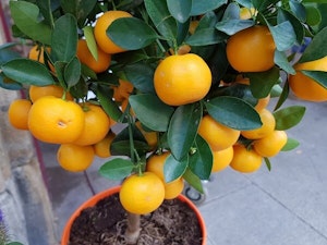 prune your citrus tree