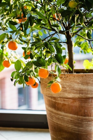 orange tree in pot