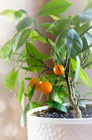 small orange tree