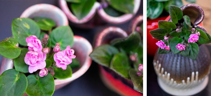 grand millenial pottery old-fashioned vintage pots pink flowers summerwinds arizona