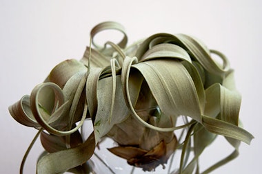 unhealthy tillandsia with brown rotting base summerwinds arizona