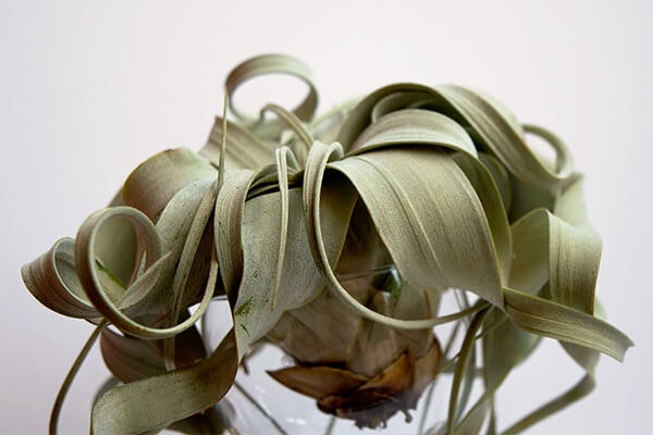 unhealthy tillandsia with brown rotting base summerwinds arizona