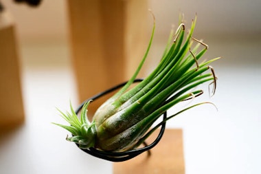 dried out unhealthy air plant summerwinds arizona