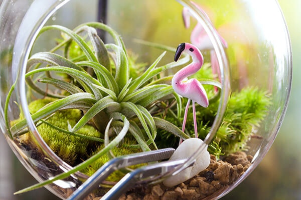 air plant in terrarium with flamingo summerwinds arizona