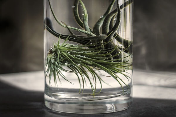 tillandsia plant in glass of water summerwinds arizona