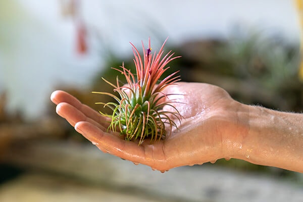 person holding wet air plant summerwinds arizona