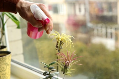 person spraying air plants with water summerwinds arizona