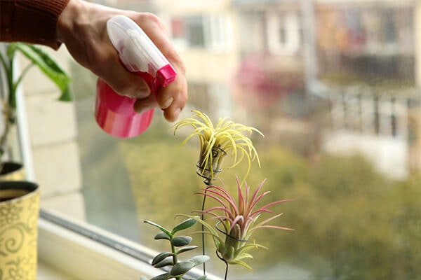 person spraying air plants with water summerwinds arizona