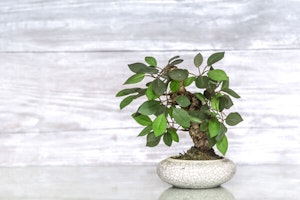 Bonsai Ficus