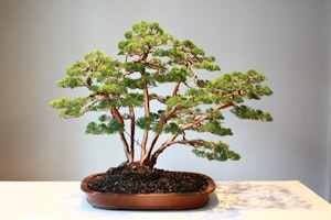 Bonsai Tree