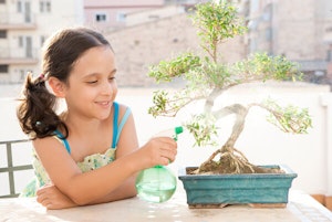 Watering Bonsai