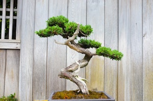 Bonsai