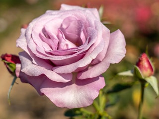 pinkish purple neptune rose