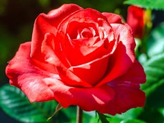 red with white underbelly rose called love at first sight