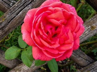 pinkish red rose called fragrant cloud sticking out from wooden lattice fence
