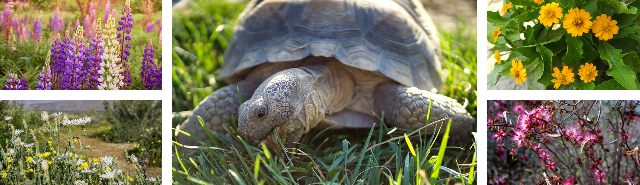A desert tortoise with 4 different native plants that suppor them--2 to the left and 2 to the right.