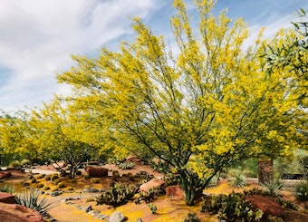 Several Palo Verde trees in bloom in a desert landscape.