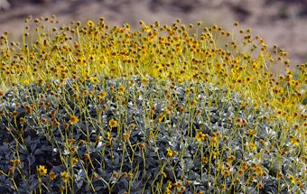 A brittlebush shrub with blooms.