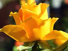 deep yellow radiant perfume rose grandiflora