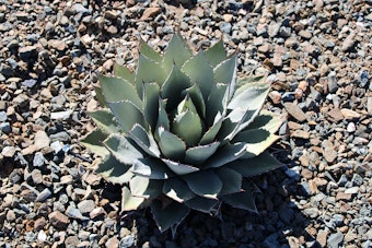 Yavapai Agave