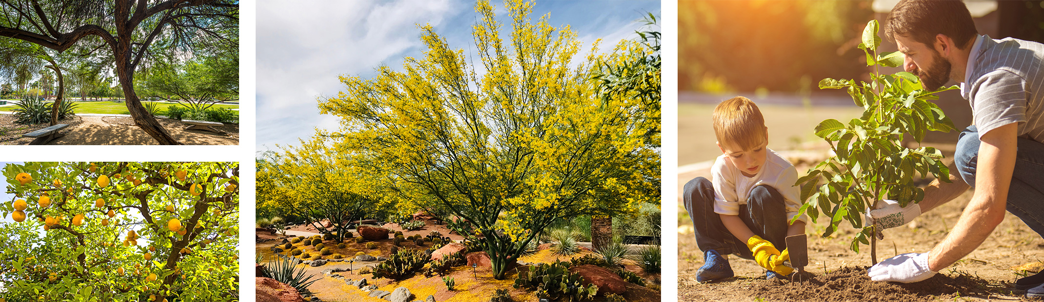 A Mesquite Tree, an orange tree,  Palo Verde trees, and a father and son planting a tree.