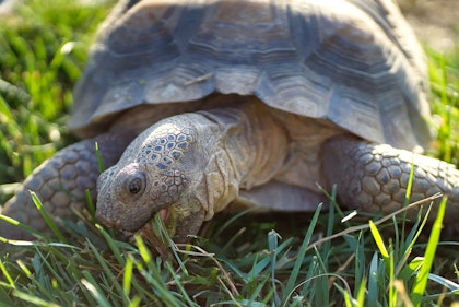 A desert tortoise on a lawn.