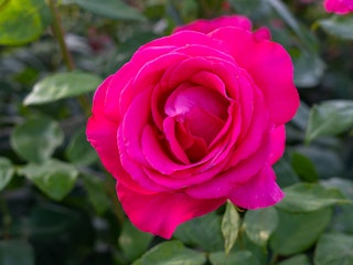 fuchsia colored rose called all my loving
