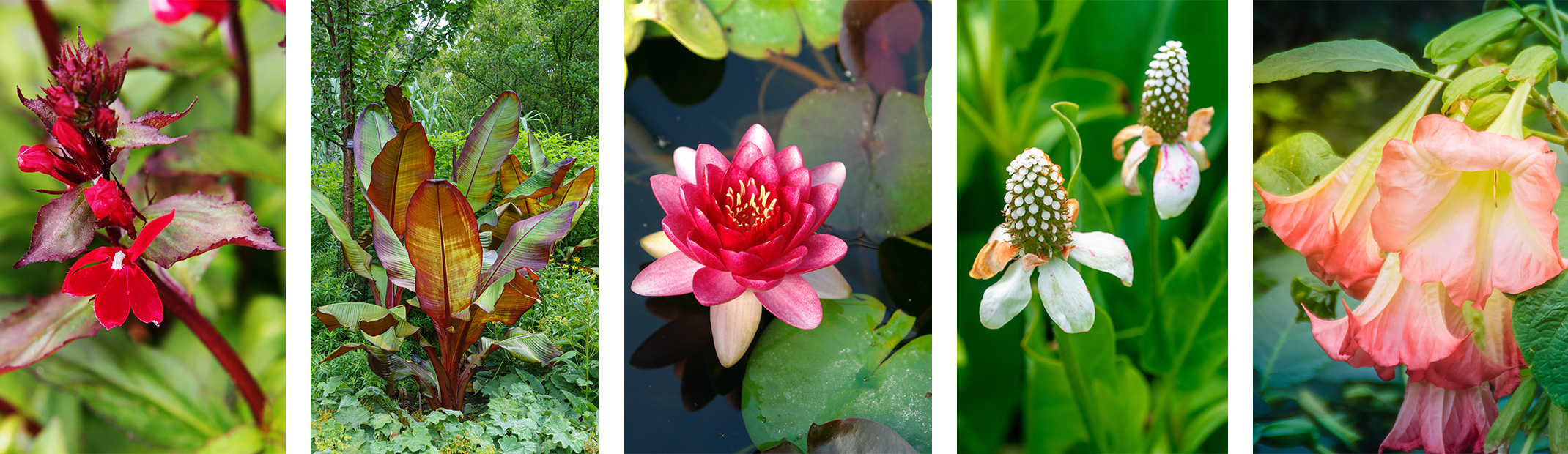 5 different varieties of water/aquatic plants.