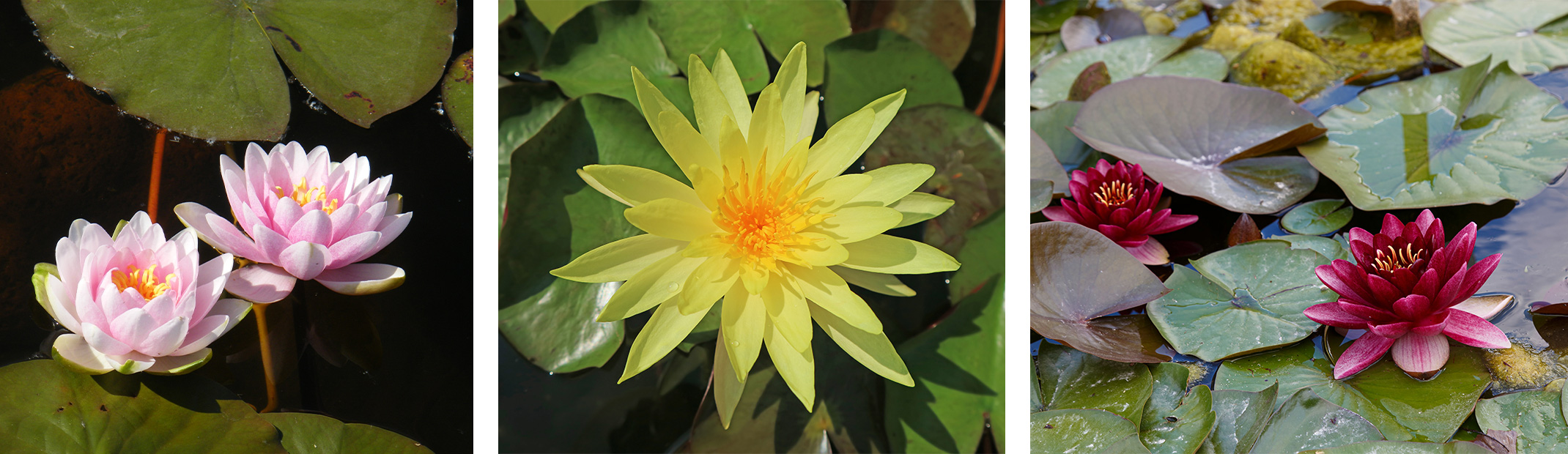 3 Water Lily Varieties: Nymphaea Madame Wilfron Gonnere. Nymphaea Joey Tomocik, and Nymphaea hybride Almost Black.