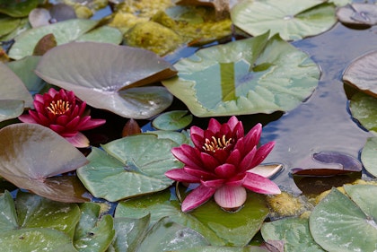 Almost Black Water Lily Aquatic Plants.