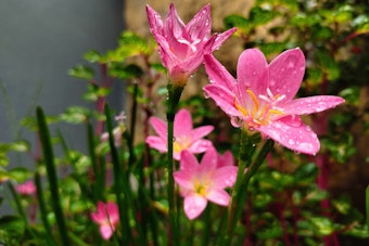 Pink Rain Lily Marginal Water Plant.